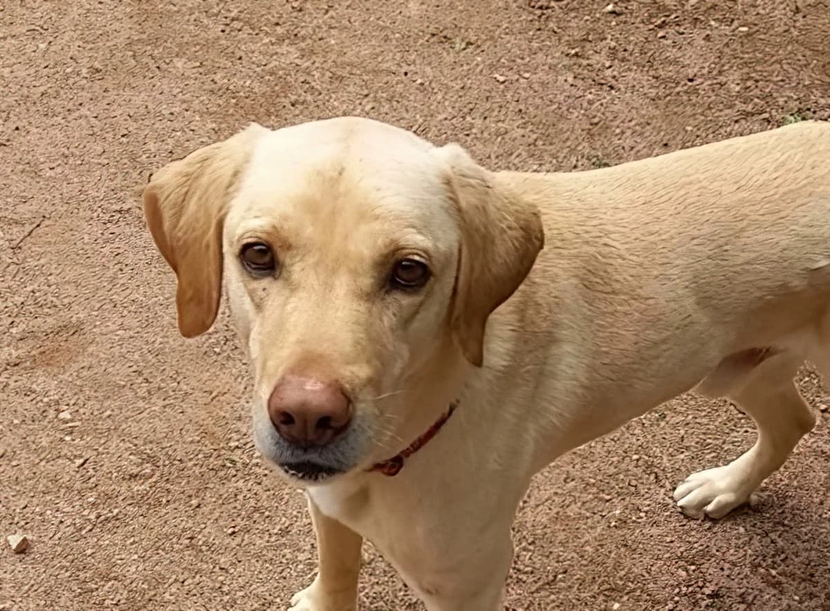 Ioannis, male senior Labrador Retriever for adoption at HSH Herdenschutzhund Hilfe e.V., Erbes-Büdesheim