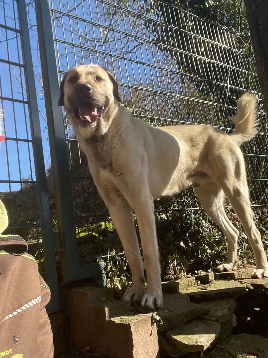 Iskko, male 4yo Kangal for adoption at HSH Herdenschutzhund Hilfe e.V., Erbes-Büdesheim