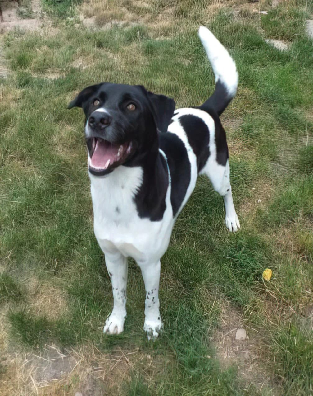 Keanu, male senior mixed breed for adoption at HSH Herdenschutzhund Hilfe e.V., Erbes-Büdesheim