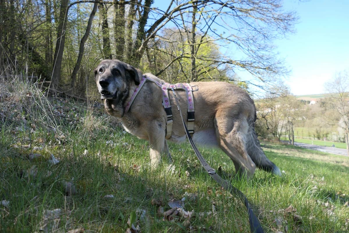 Lakshmi, female senior Spanish Mastiff for adoption at HSH Herdenschutzhund Hilfe e.V., Erbes-Büdesheim