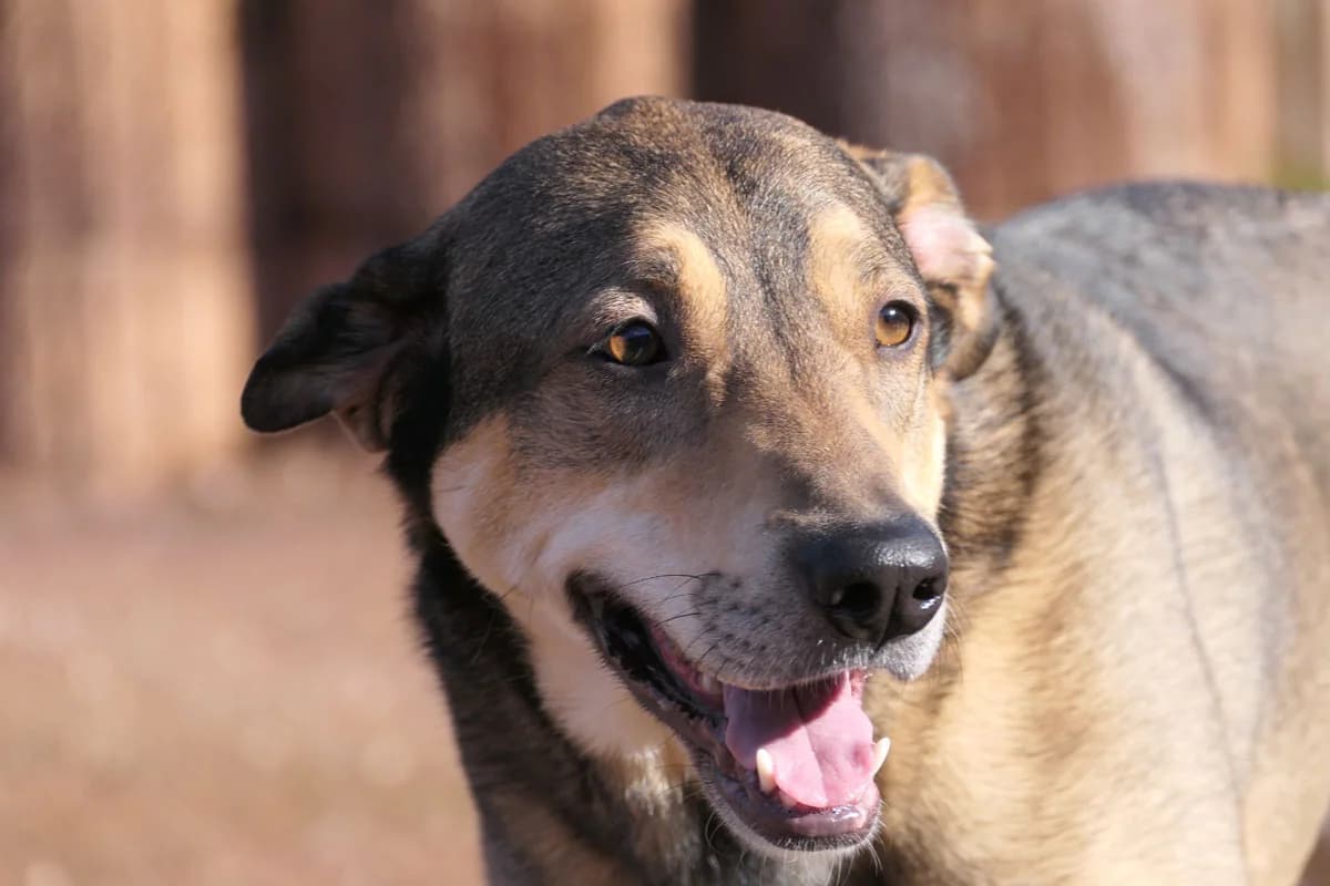 LiSi, female 5yo Mixed Breed for adoption at HSH Herdenschutzhund Hilfe e.V., Erbes-Büdesheim