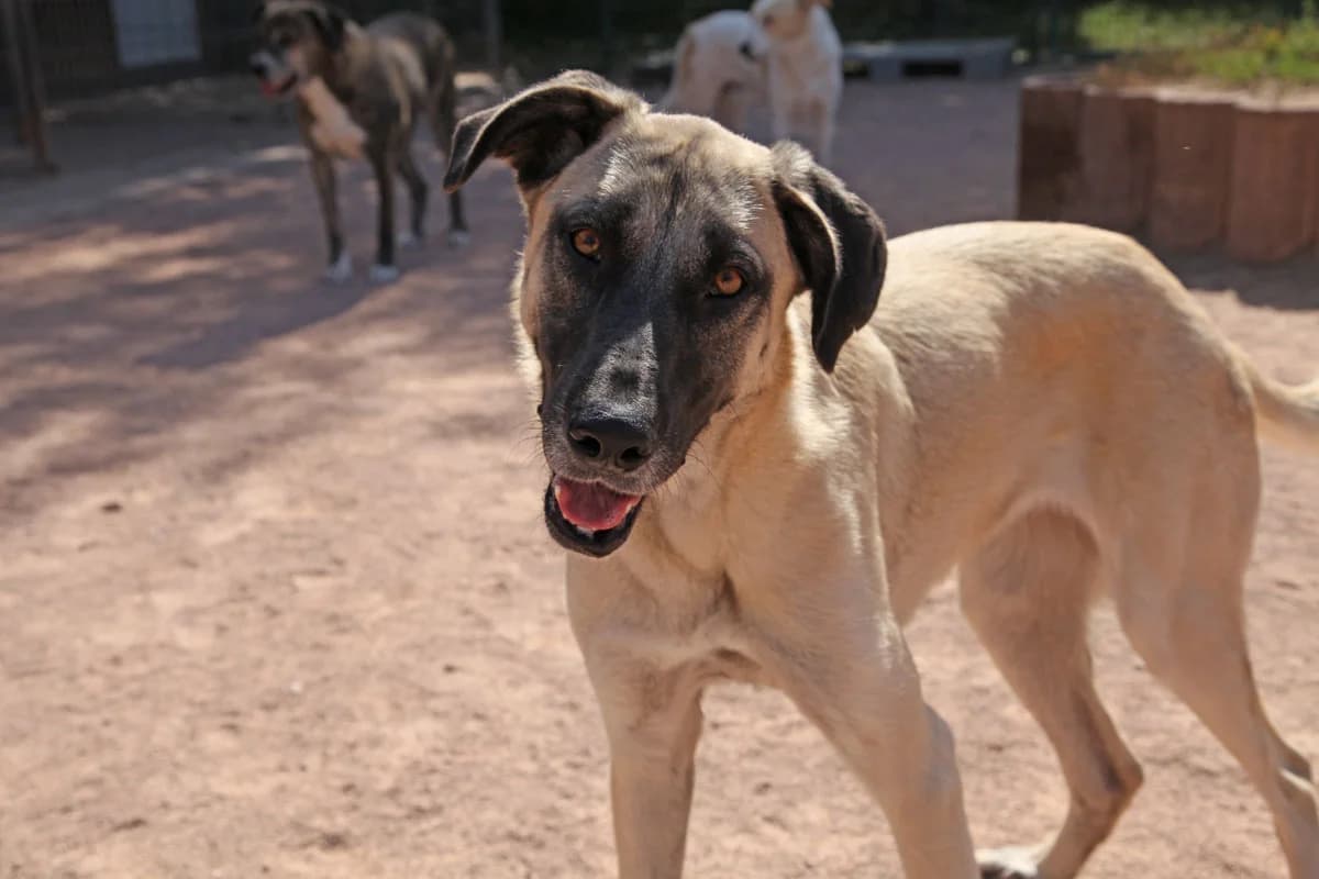 Little Bit, female young Kangal for adoption at HSH Herdenschutzhund Hilfe e.V., Erbes-Büdesheim