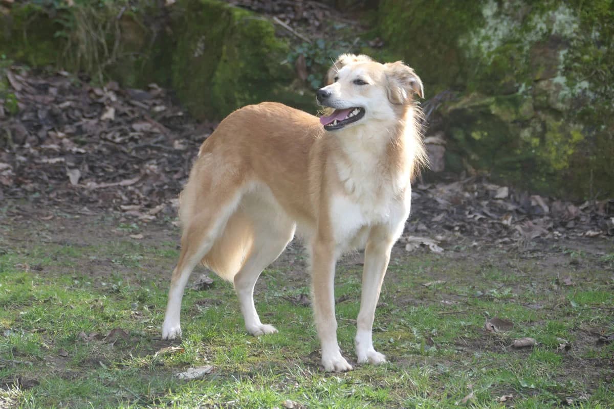 Manuka, female 7yo Mixed Breed for adoption at HSH Herdenschutzhund Hilfe e.V., Erbes-Büdesheim