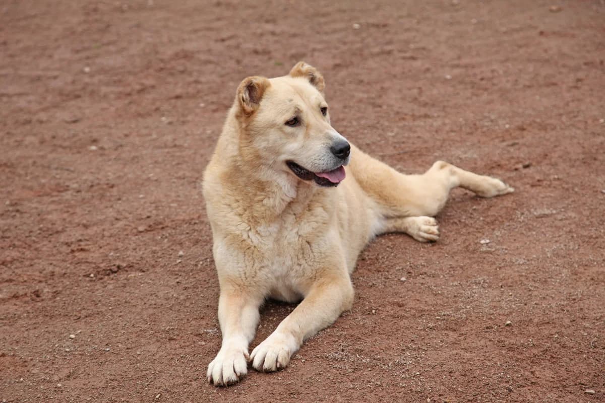 Petit Four, female 6yo mixed breed for adoption at HSH Herdenschutzhund Hilfe e.V., Erbes-Büdesheim