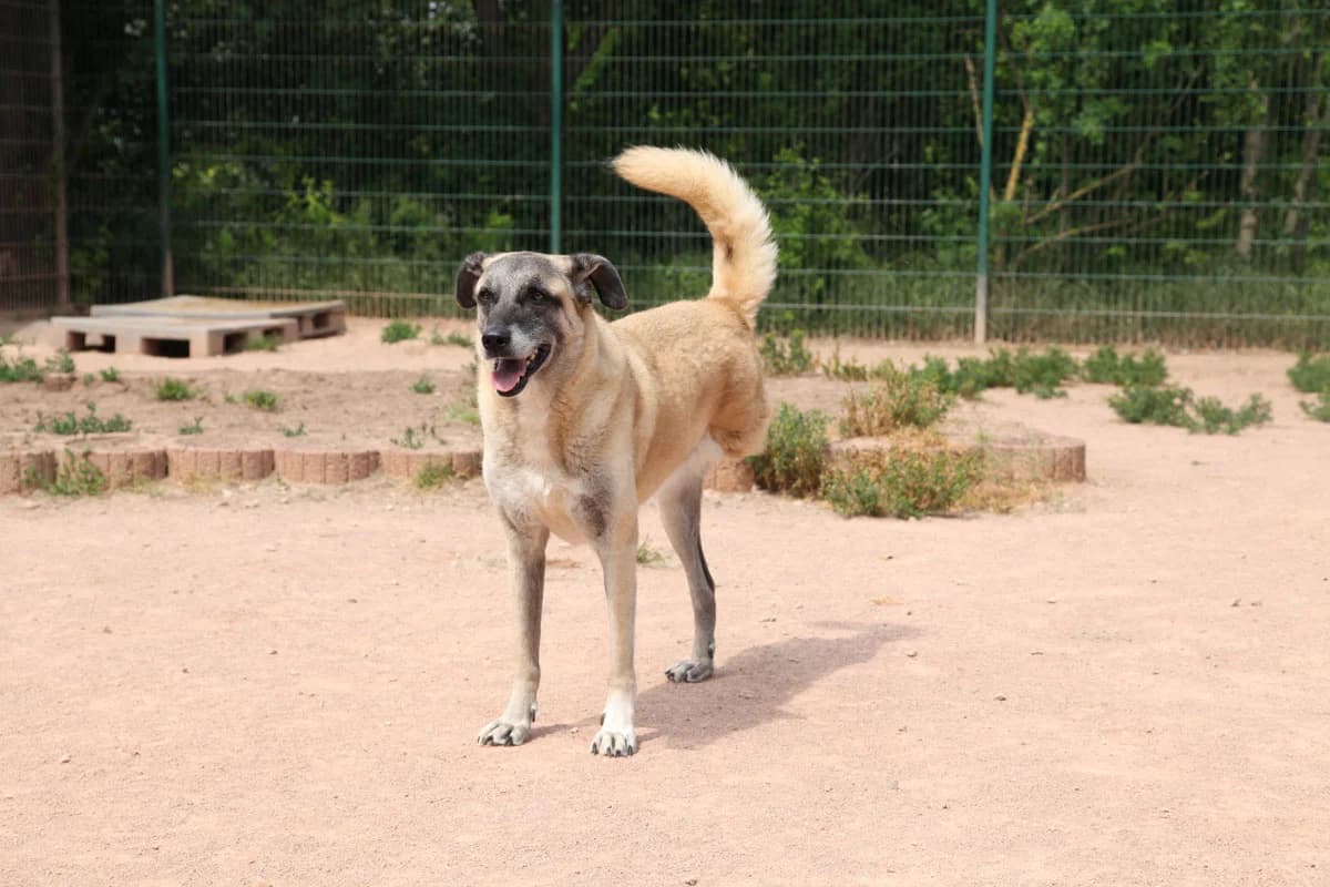 Salomee, female 7yo Kangal for adoption at HSH Herdenschutzhund Hilfe e.V., Erbes-Büdesheim