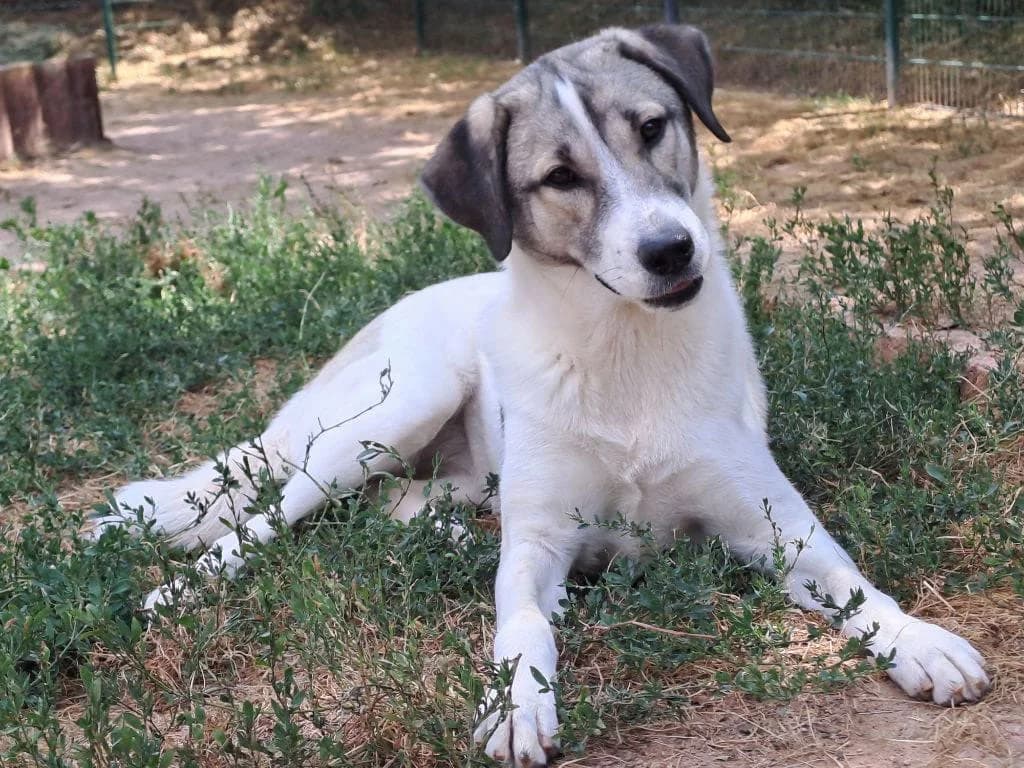 Skadi, female young Husky for adoption at HSH Herdenschutzhund Hilfe e.V., Erbes-Büdesheim
