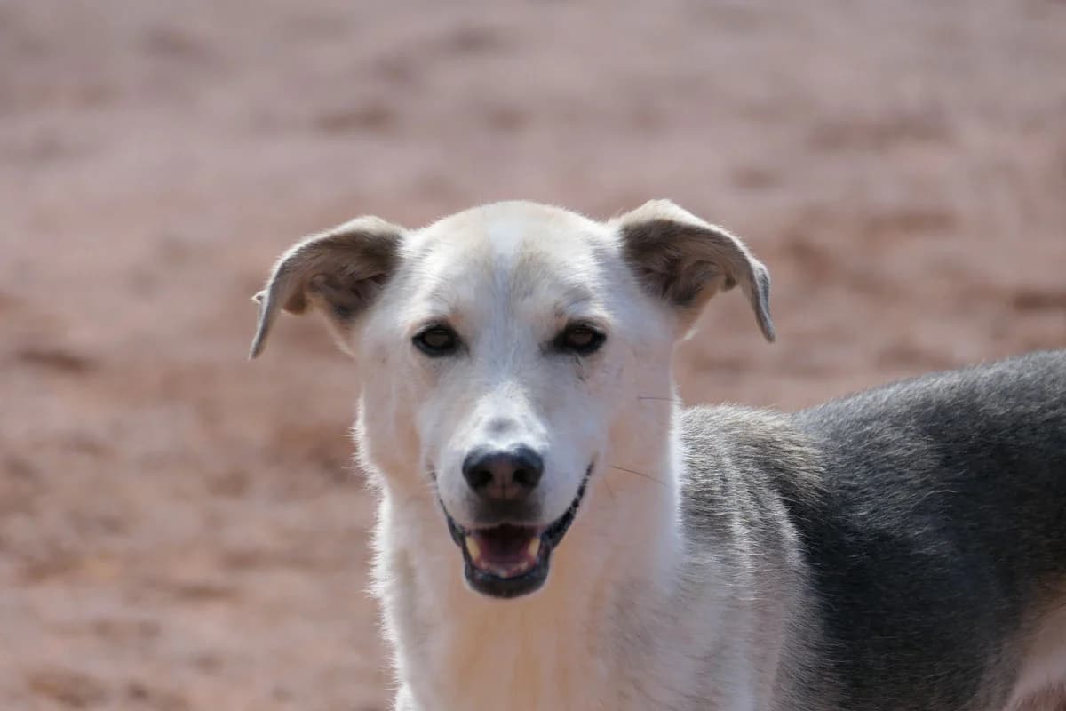 Tarik, male senior Mixed Breed for adoption at HSH Herdenschutzhund Hilfe e.V., Erbes-Büdesheim