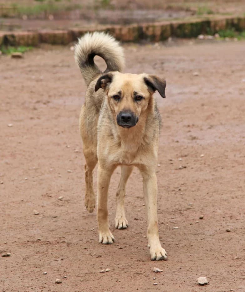 Tillian, male 3yo Mixed Breed for adoption at HSH Herdenschutzhund Hilfe e.V., Erbes-Büdesheim