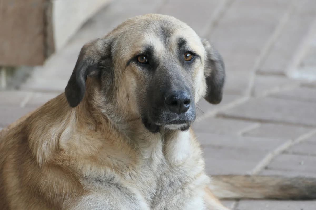 Tinkerbell, female 6yo Kangal for adoption at HSH Herdenschutzhund Hilfe e.V., Erbes-Büdesheim