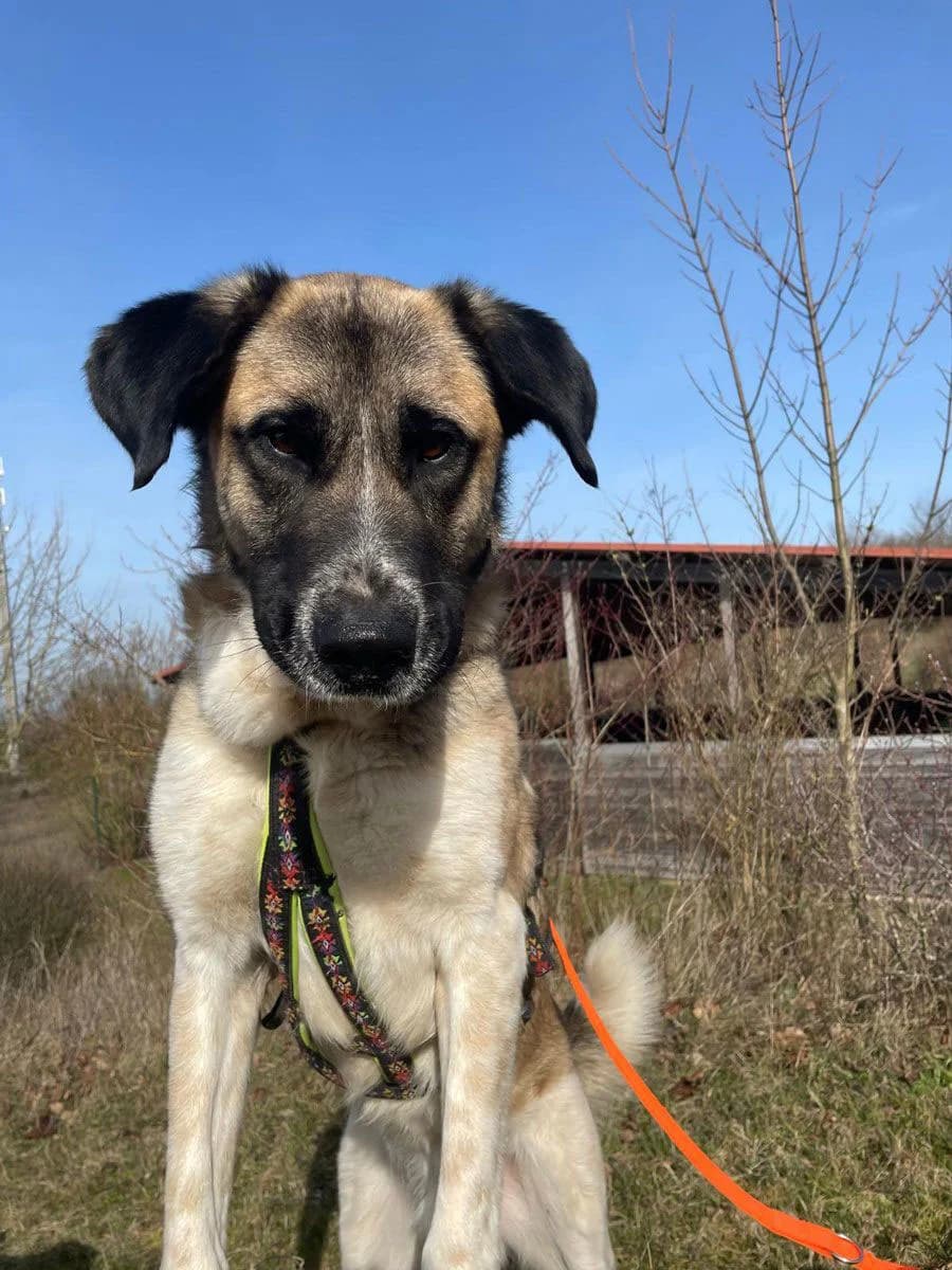 Torii, male young Spanish Mastiff for adoption at HSH Herdenschutzhund Hilfe e.V., Erbes-Büdesheim