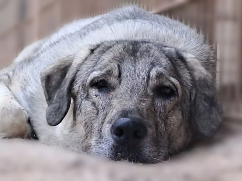 Yasha, female senior mixed breed for adoption at HSH Herdenschutzhund Hilfe e.V., Erbes-Büdesheim