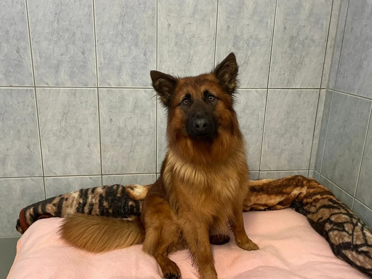 Nanga, senior Mixed Breed for adoption at Hersbrucker Tierheim