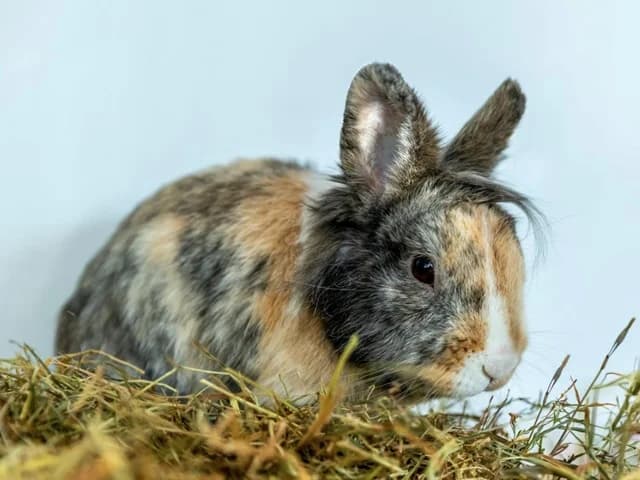 Konrad, Mixed Breed for adoption at Hersbrucker Tierheim