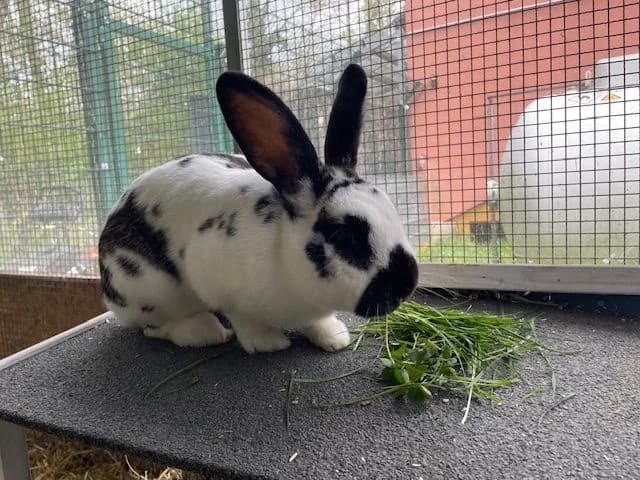 Der etwa 1 Jahr alte Kaninchenbub Konrad ist auf der Suche n, young Mixed Breed for adoption at Hersbrucker Tierheim