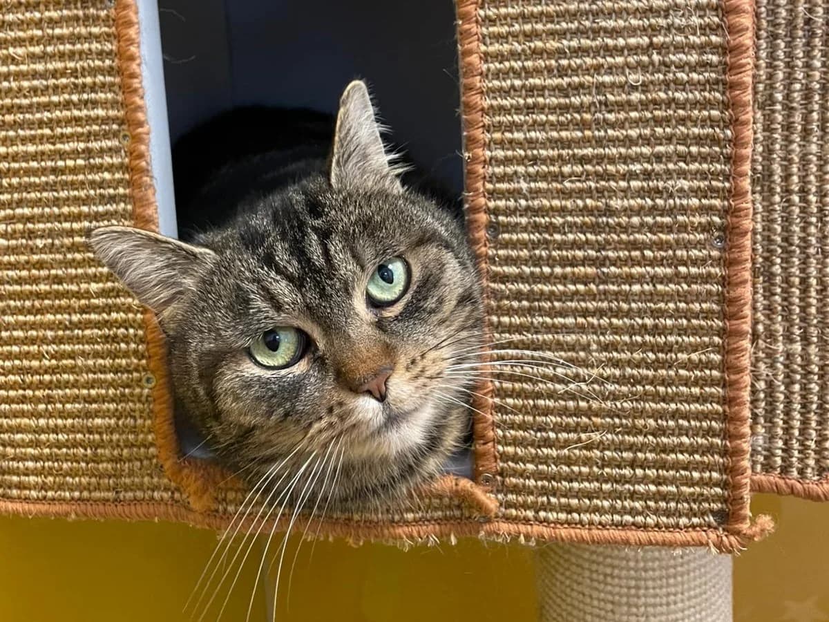 Mauzie, Mixed Breed for adoption at Hersbrucker Tierheim