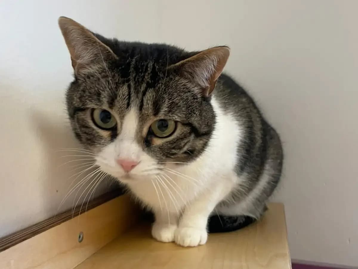 Nala, female Mixed Breed for adoption at Hersbrucker Tierheim