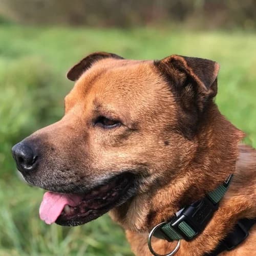 Nanga, Mixed Breed for adoption at Hersbrucker Tierheim