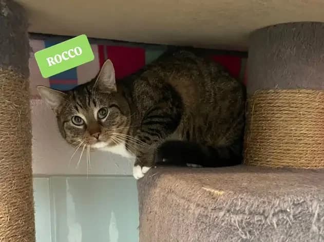 Vier Kater suchen ein liebevolles Zuhause!, male Mixed Breed for adoption at Hersbrucker Tierheim