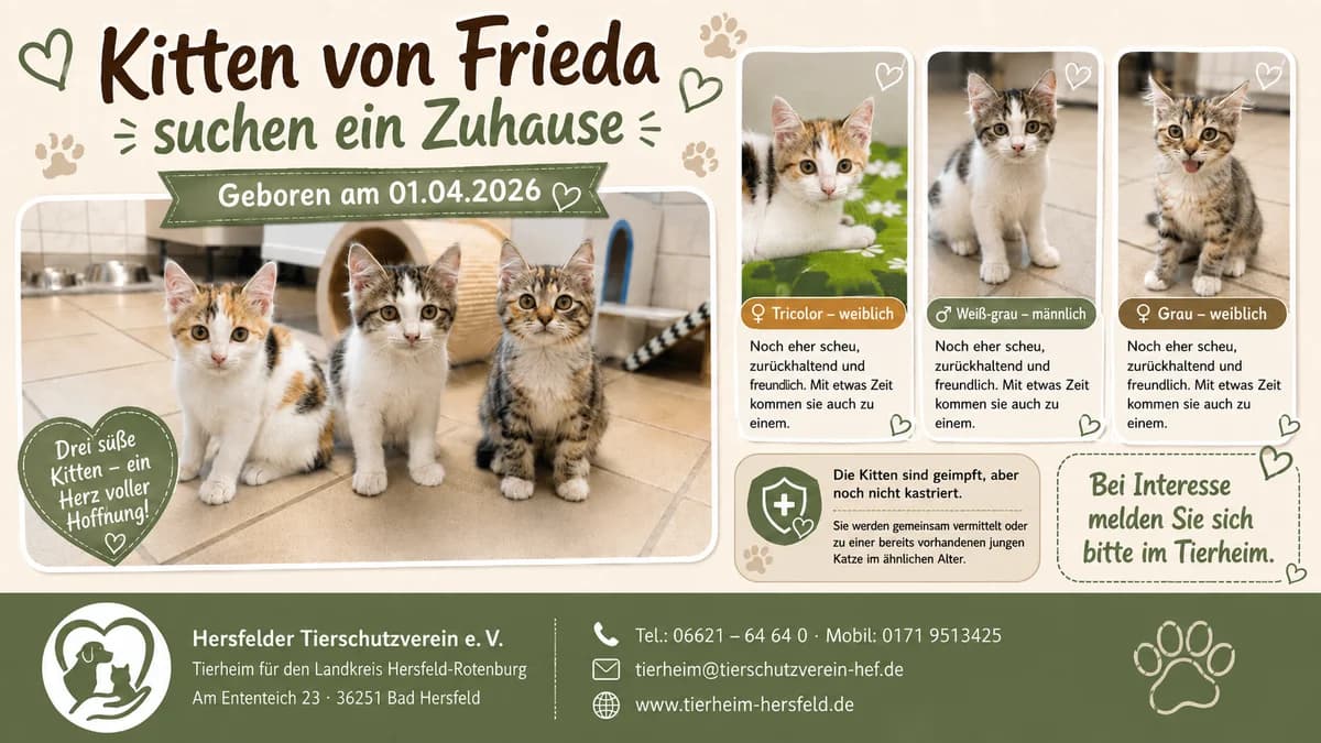 3 Kitten von Frieda, tricolor male puppy Mixed Breed for adoption at Hersfelder Tierschutzverein e.V., Bad Hersfeld