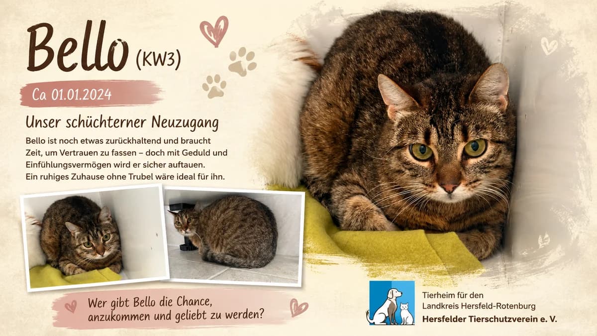 Bello (KW3), male Mixed Breed for adoption at Hersfelder Tierschutzverein e.V., Bad Hersfeld