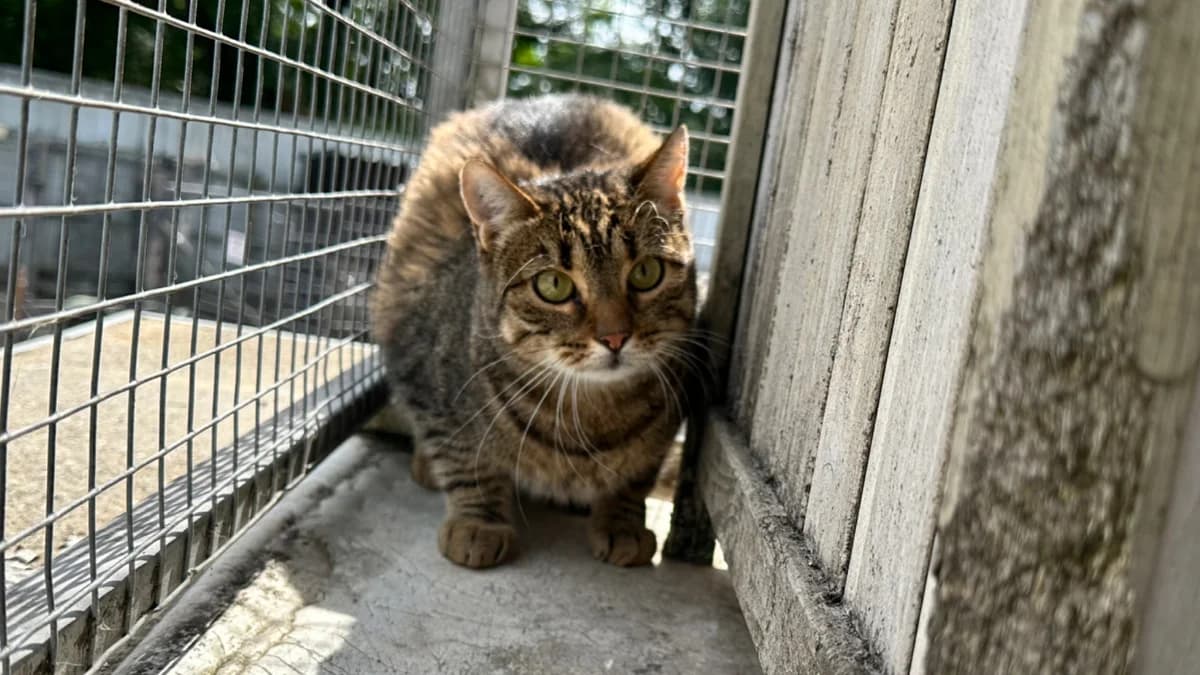 Bello (KW3), male Mixed Breed for adoption at Hersfelder Tierschutzverein e.V., Bad Hersfeld