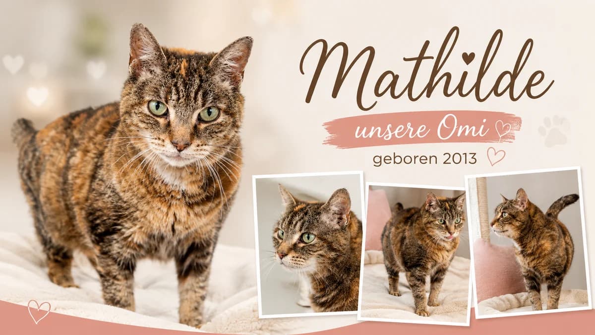 Matilda, female Mixed Breed for adoption at Hersfelder Tierschutzverein e.V., Bad Hersfeld