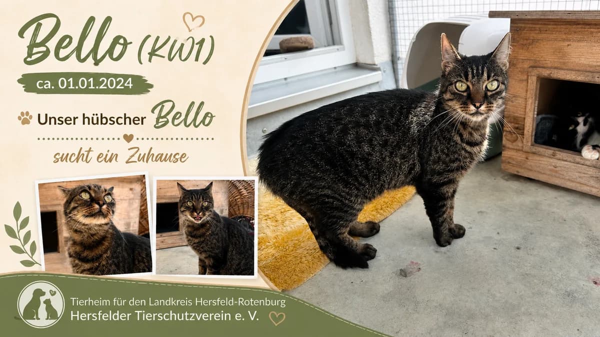 Bello (KW1), grau male Mixed Breed for adoption at Hersfelder Tierschutzverein e.V., Bad Hersfeld