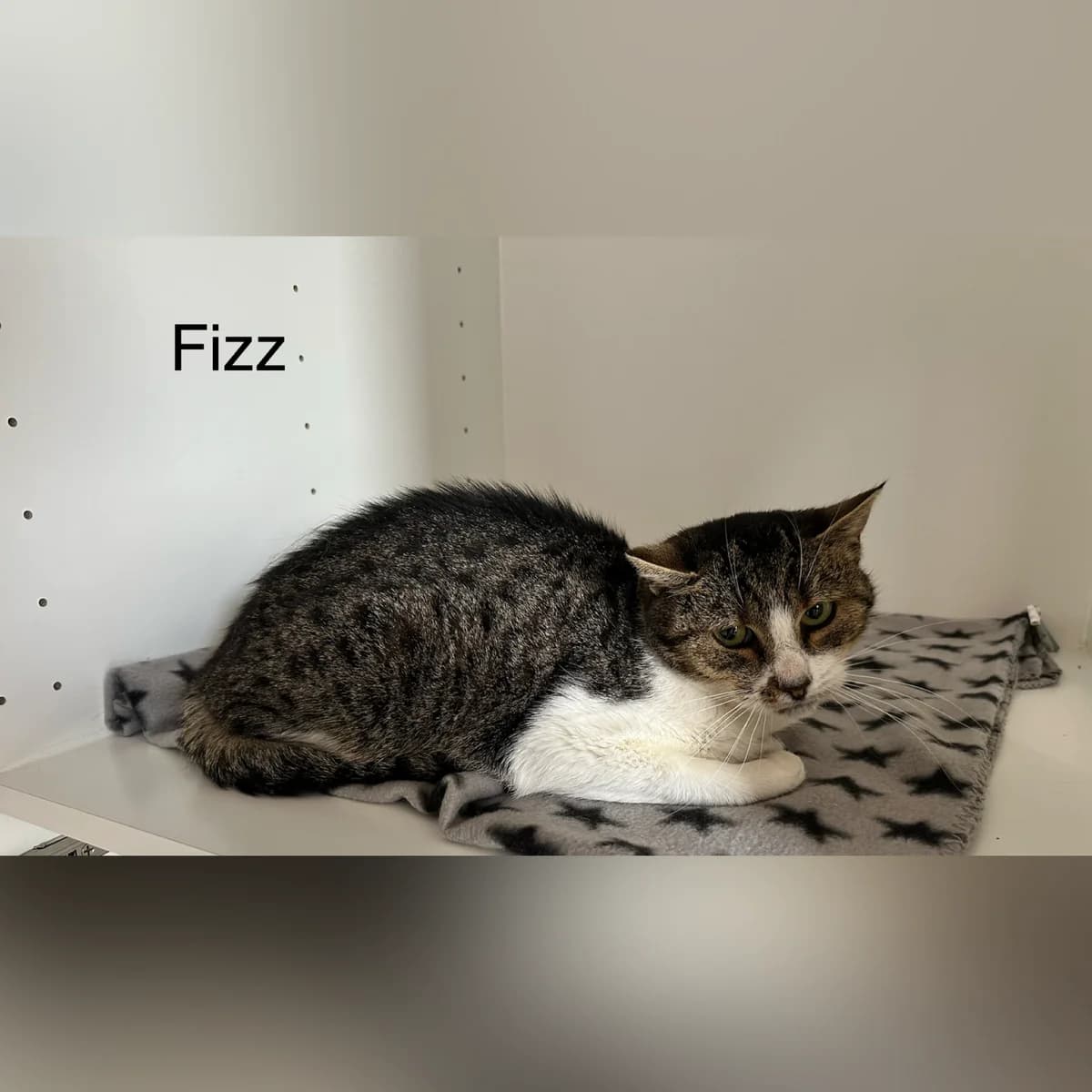 Fizz, female puppy Mixed Breed for adoption at Hersfelder Tierschutzverein e.V., Bad Hersfeld