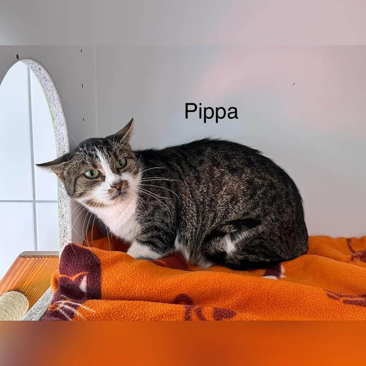 Pippa, female puppy Mixed Breed for adoption at Hersfelder Tierschutzverein e.V., Bad Hersfeld