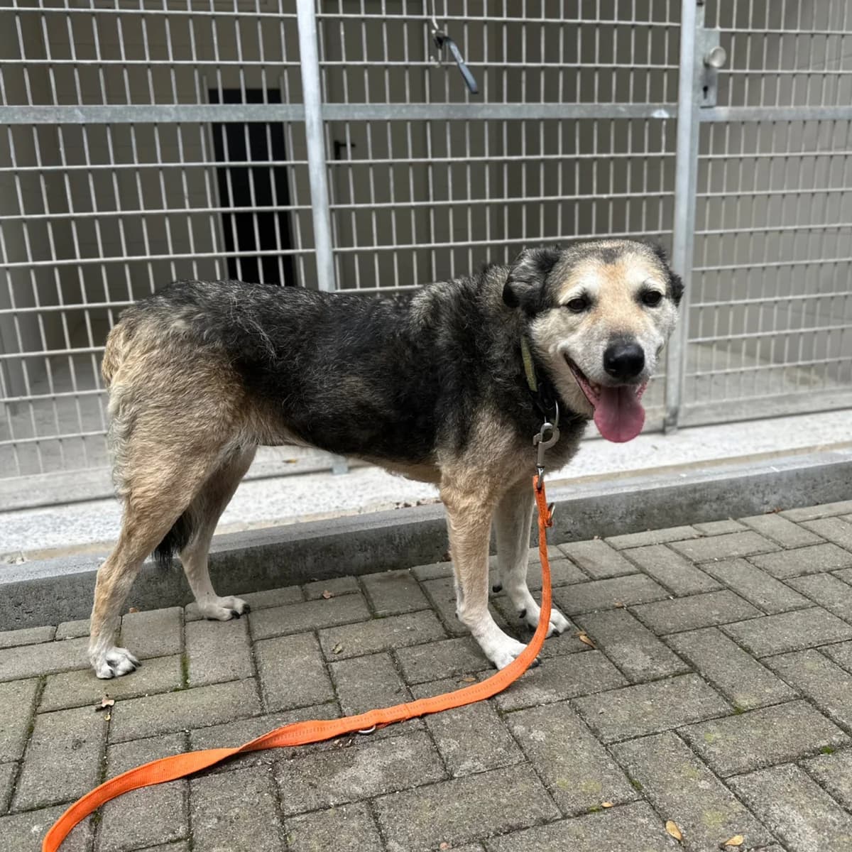 Laila, female Mixed Breed for adoption at Hersfelder Tierschutzverein e.V., Bad Hersfeld