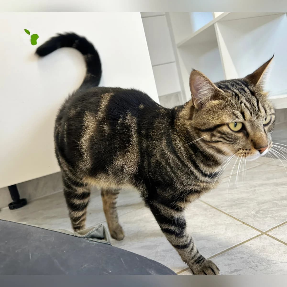 Zizou, male Mixed Breed for adoption at Hersfelder Tierschutzverein e.V., Bad Hersfeld