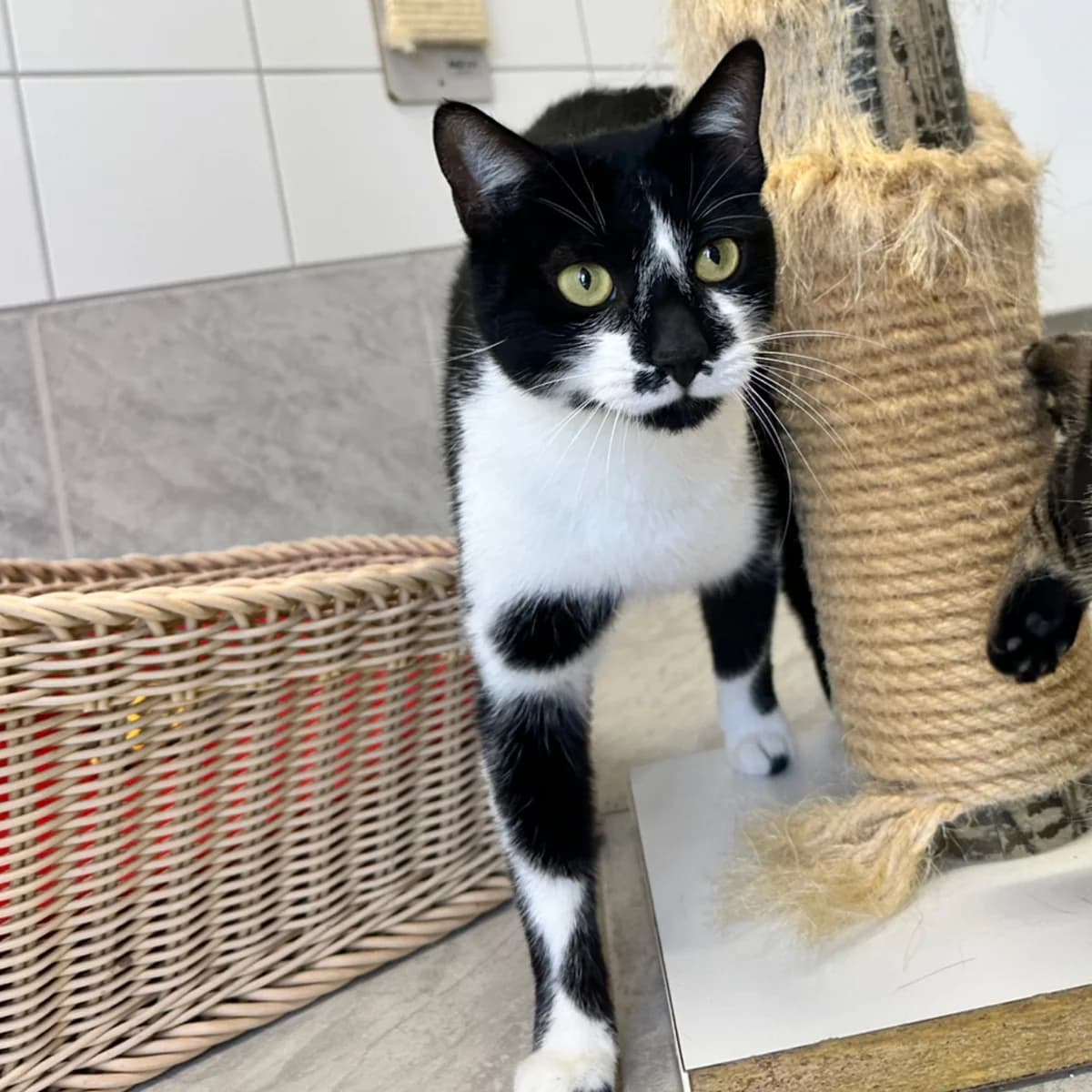 Oreo, male Mixed Breed for adoption at Hersfelder Tierschutzverein e.V., Bad Hersfeld