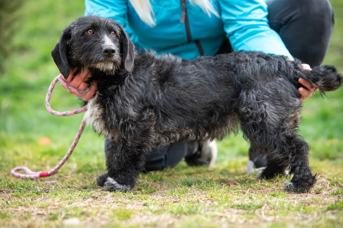 Eira, female young Mixed Breed for adoption at Hersfelder Tierschutzverein e.V., Bad Hersfeld