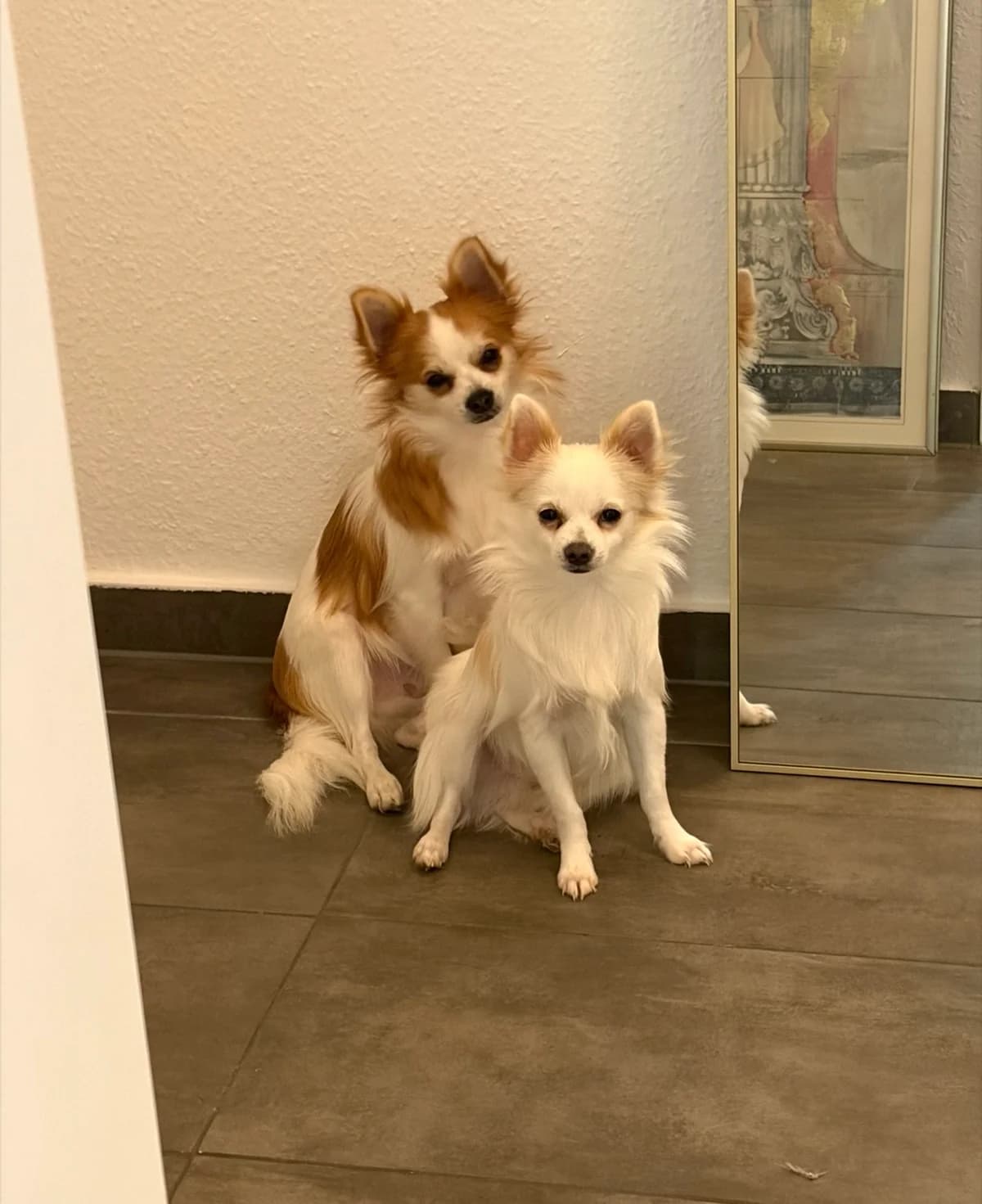 Bali und Rio, male Mixed Breed for adoption at Hersfelder Tierschutzverein e.V., Bad Hersfeld