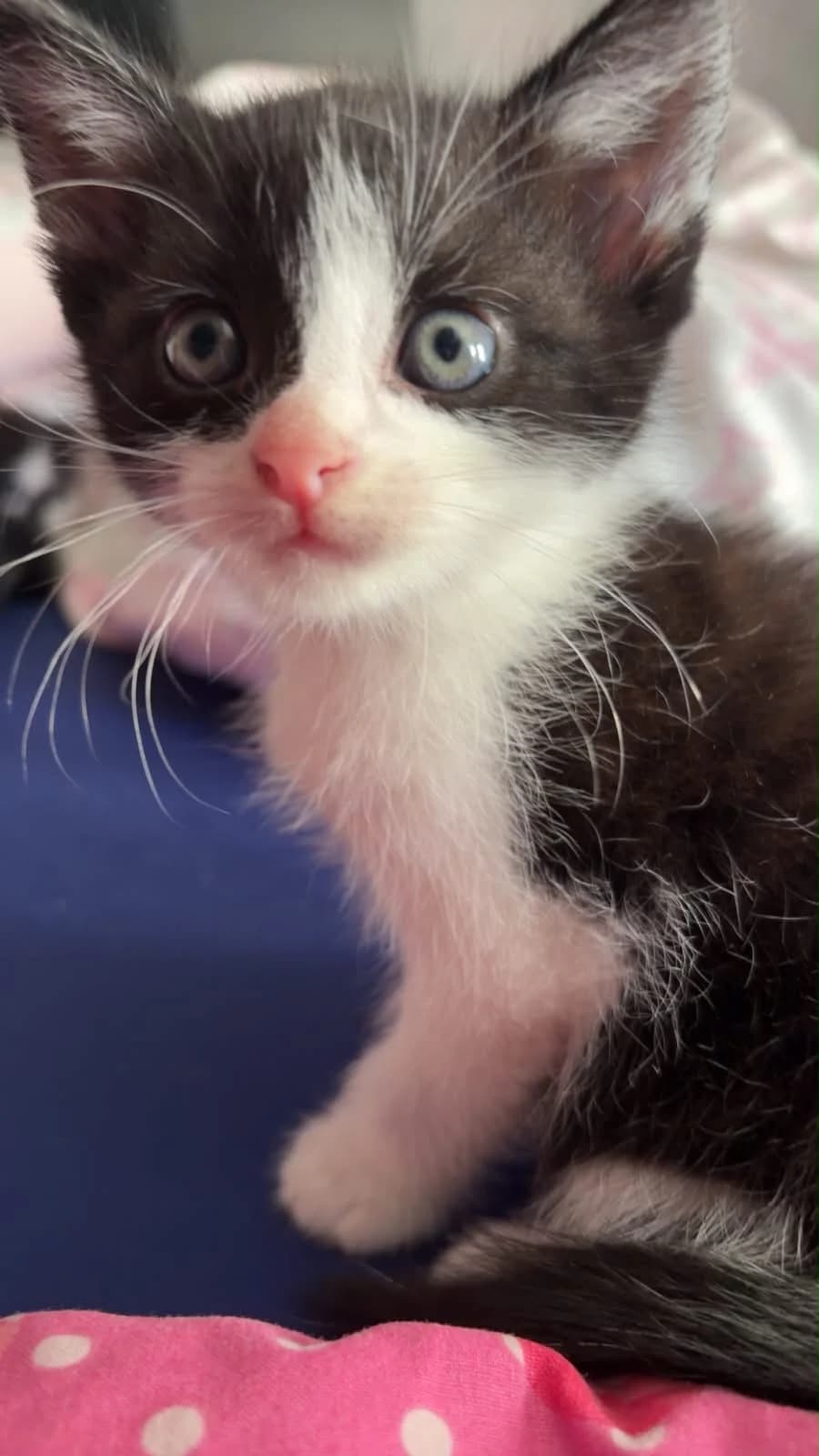 Nala mit Kitten, female puppy Mixed Breed for adoption at Hersfelder Tierschutzverein e.V., Bad Hersfeld