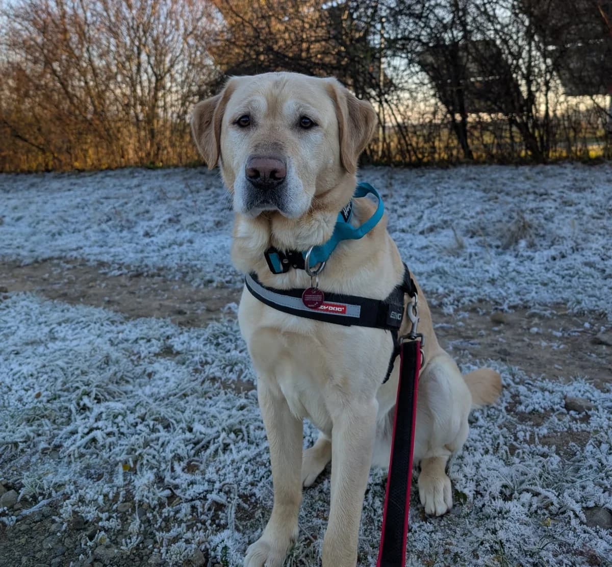 Murphy, male Mixed Breed for adoption at Hersfelder Tierschutzverein e.V., Bad Hersfeld