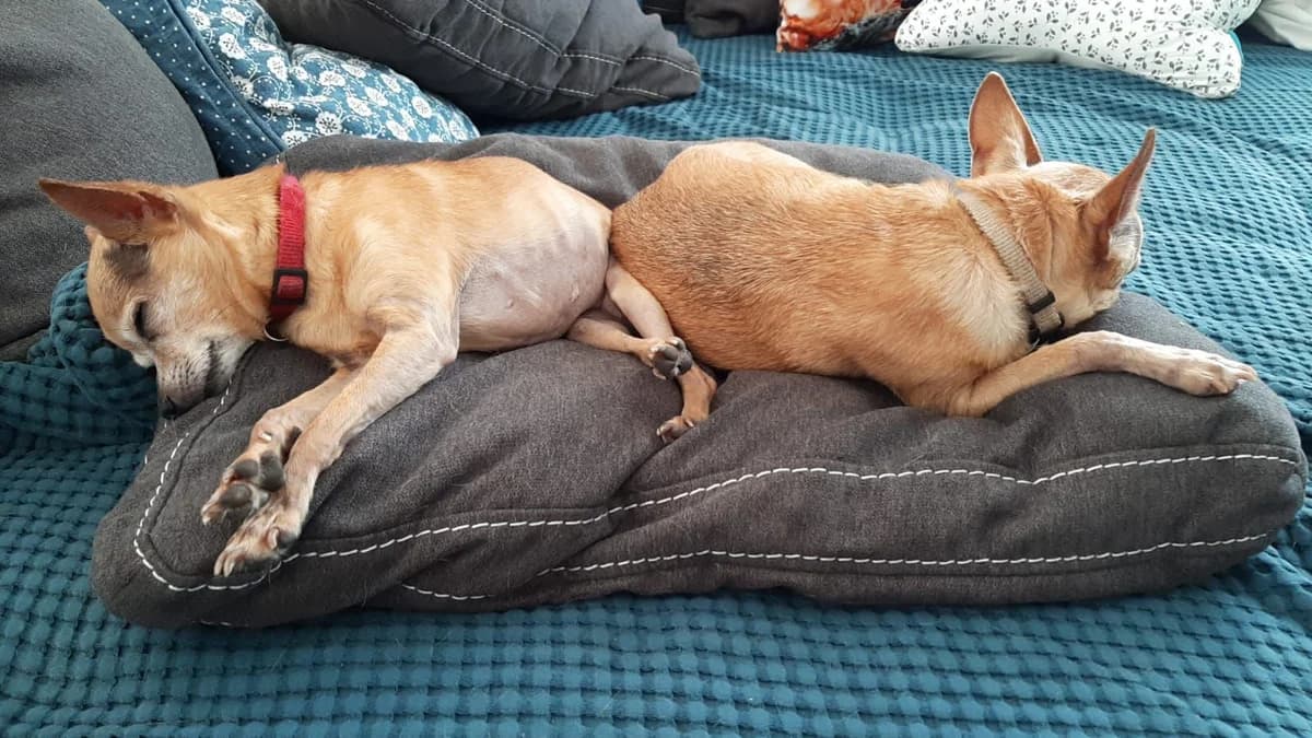 Chicka und Lina, female senior Mixed Breed for adoption at Hersfelder Tierschutzverein e.V., Bad Hersfeld
