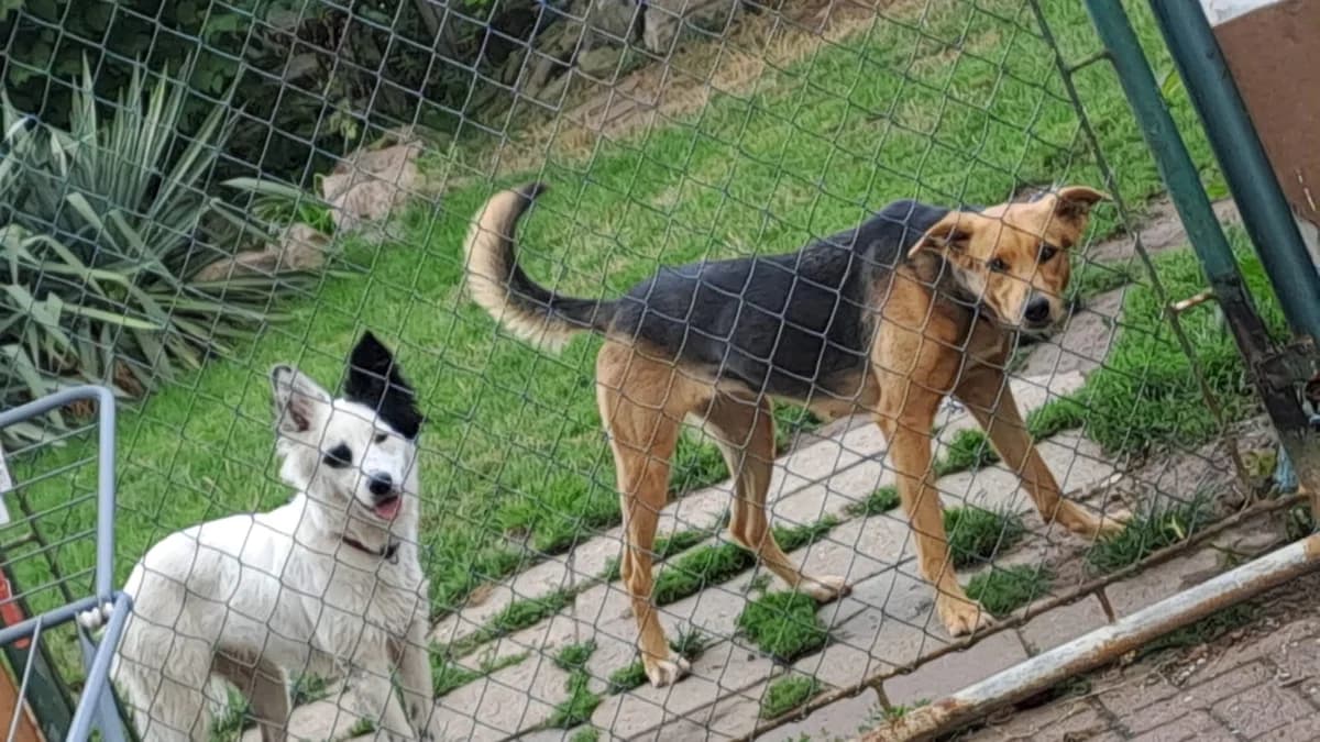 Luna, female Mixed Breed for adoption at Hersfelder Tierschutzverein e.V., Bad Hersfeld