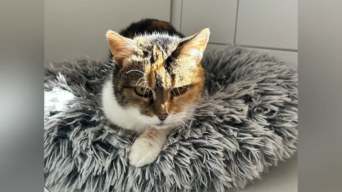 Gitti, female senior Mixed Breed for adoption at Hersfelder Tierschutzverein e.V., Bad Hersfeld