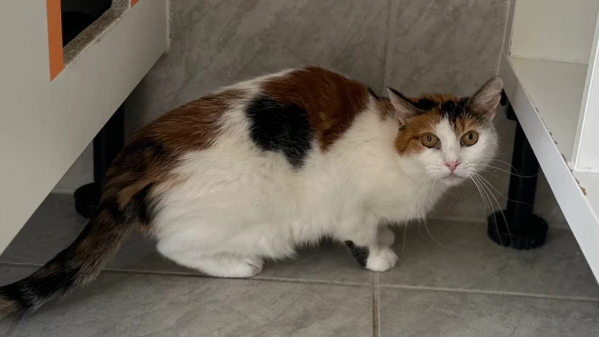 Micky, female Mixed Breed for adoption at Hersfelder Tierschutzverein e.V., Bad Hersfeld
