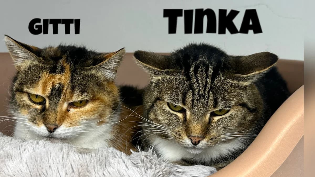 Tinka, female senior Mixed Breed for adoption at Hersfelder Tierschutzverein e.V., Bad Hersfeld