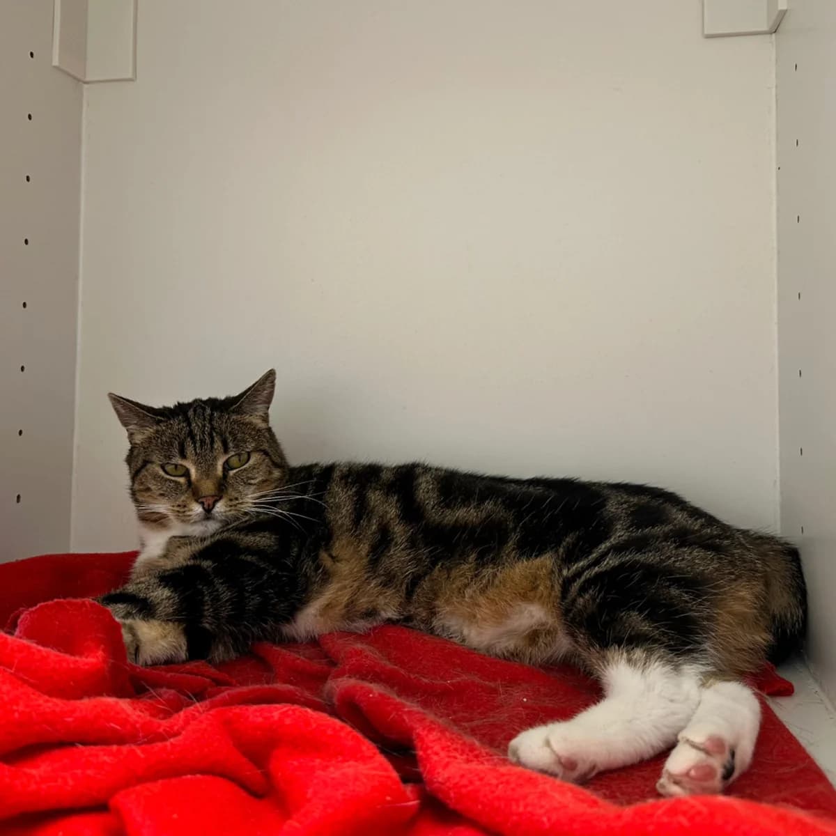 Tinka, female senior Mixed Breed for adoption at Hersfelder Tierschutzverein e.V., Bad Hersfeld