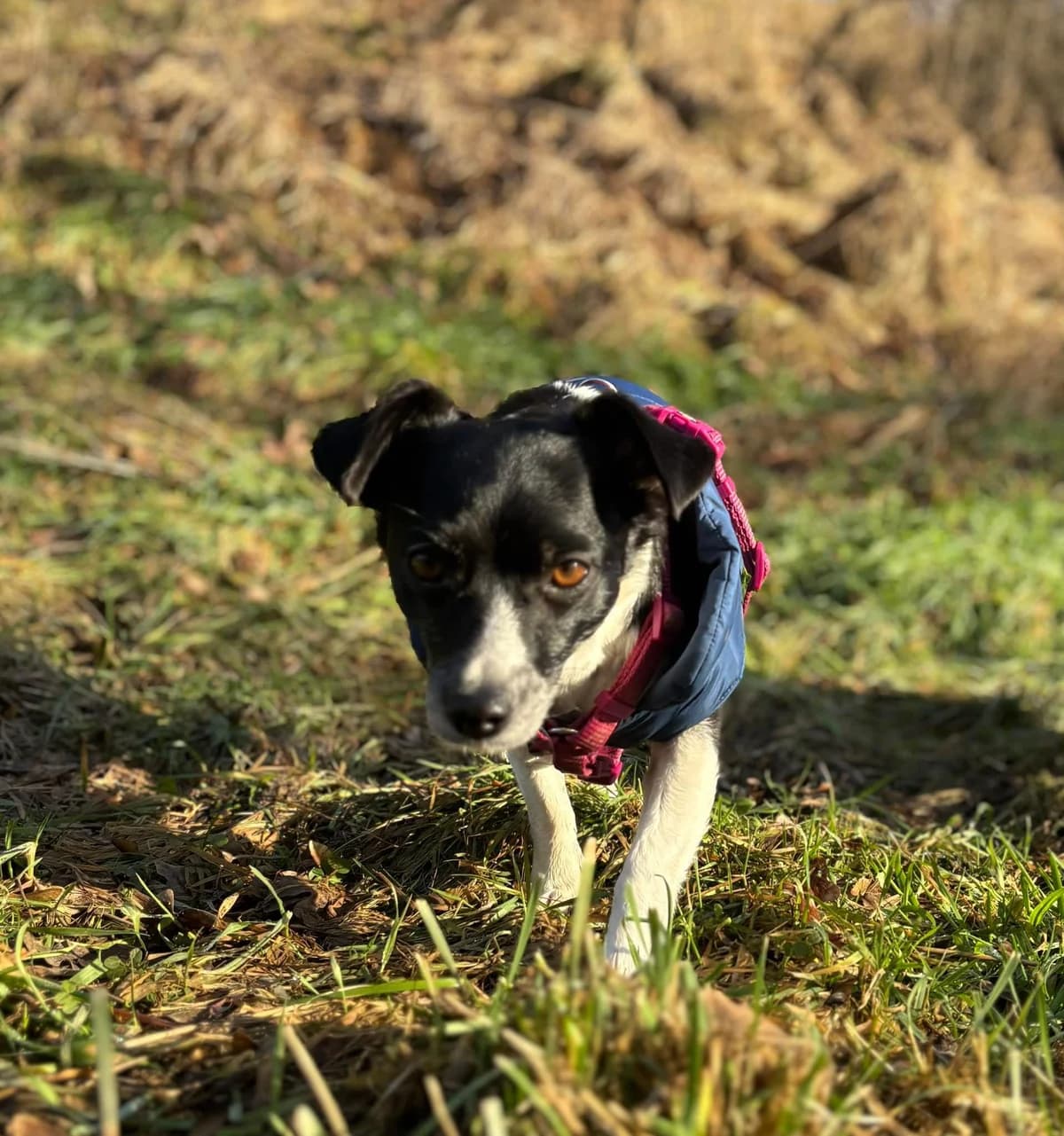 Maja, female 5yo Mixed Breed for adoption at Hersfelder Tierschutzverein e.V., Bad Hersfeld