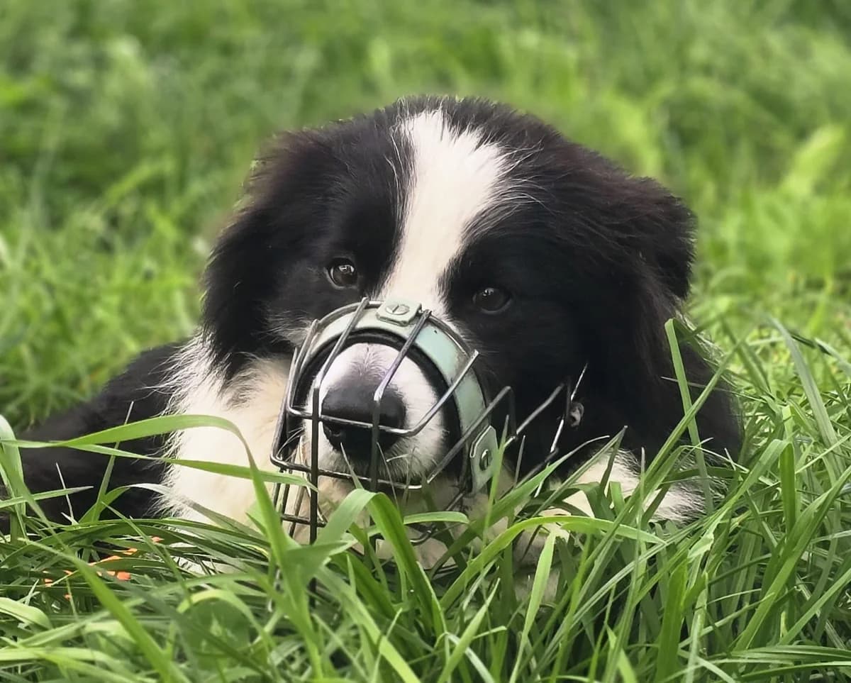 Luke, male Mixed Breed for adoption at Hersfelder Tierschutzverein e.V., Bad Hersfeld