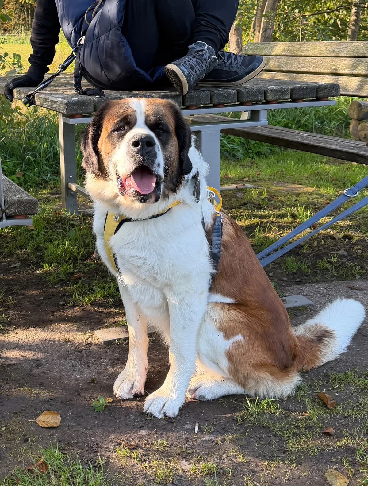 Greta, female Mixed Breed for adoption at Hersfelder Tierschutzverein e.V., Bad Hersfeld