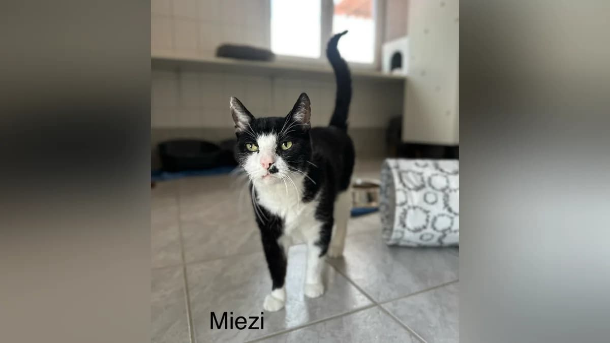 Miezi, female Mixed Breed for adoption at Hersfelder Tierschutzverein e.V., Bad Hersfeld