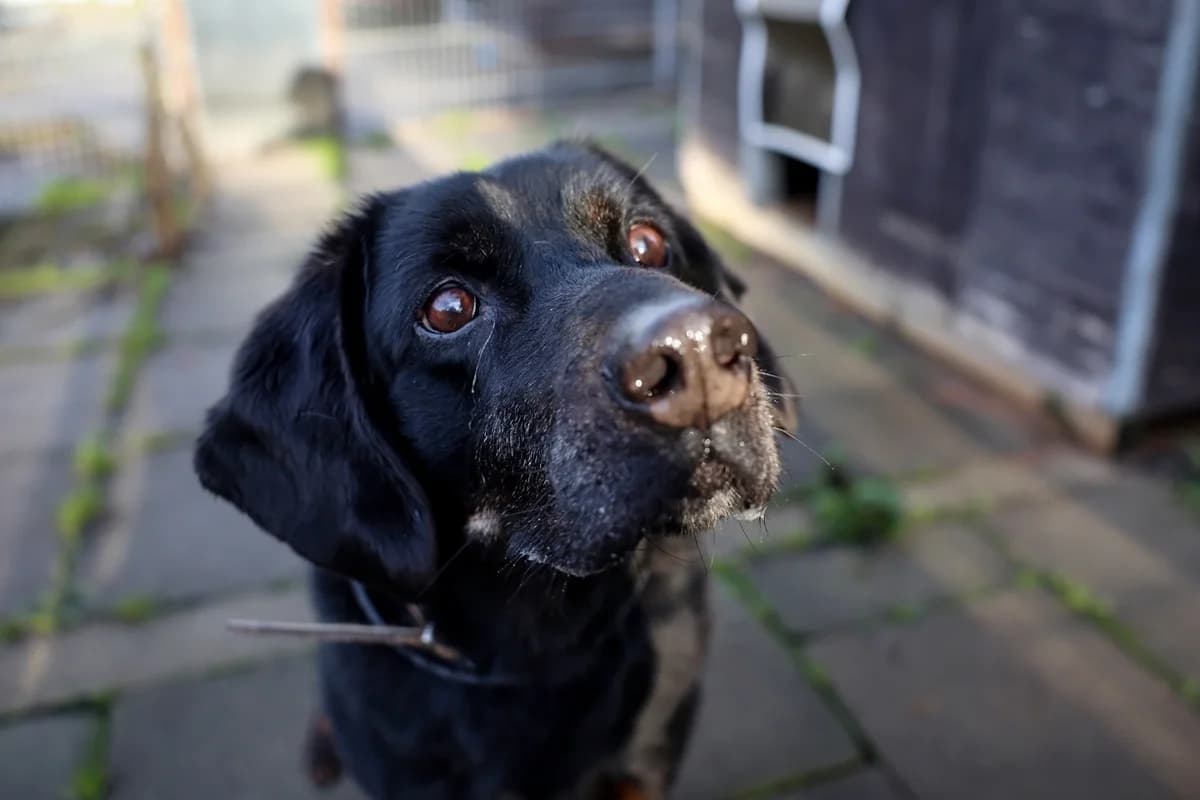 Toni, male senior Mixed Breed for adoption at Hersfelder Tierschutzverein e.V., Bad Hersfeld