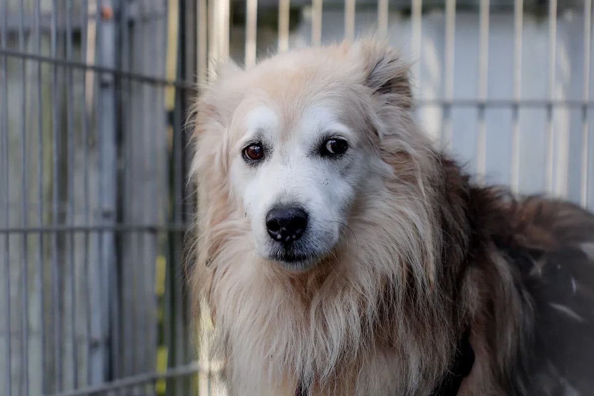 Aiko, male 3yo Mixed Breed for adoption at Hersfelder Tierschutzverein e.V., Bad Hersfeld