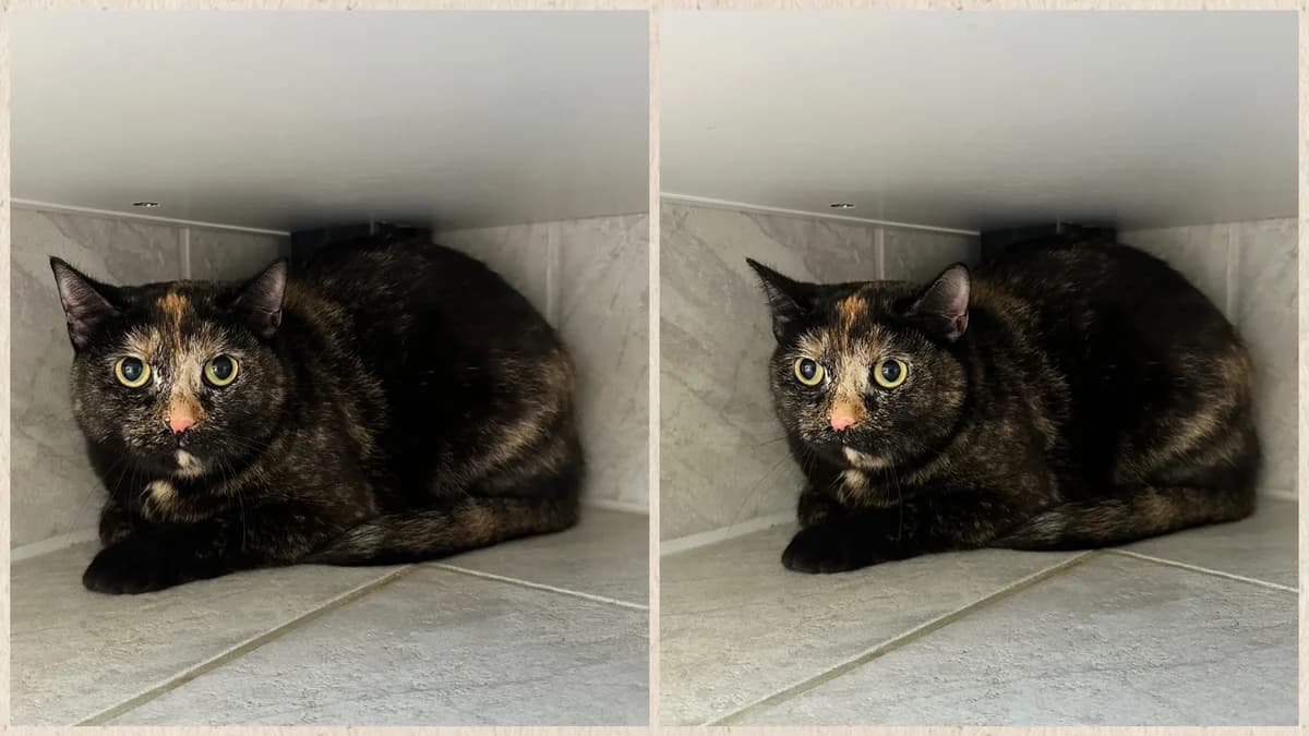 Luna, female Mixed Breed for adoption at Hersfelder Tierschutzverein e.V., Bad Hersfeld