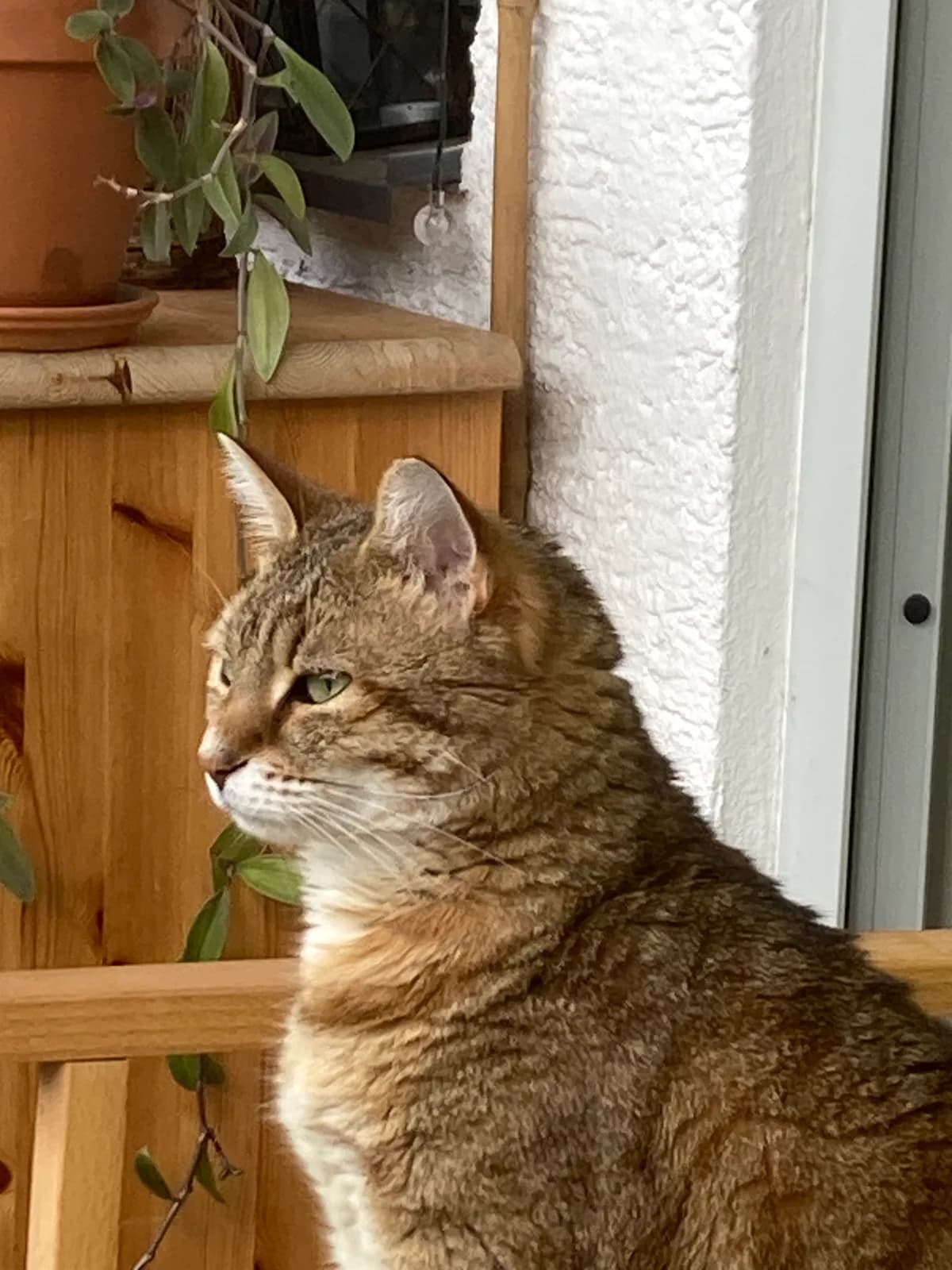 Sixpack, male senior Mixed Breed for adoption at Hersfelder Tierschutzverein e.V., Bad Hersfeld